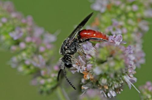 Réf. 189 215 : Sphecodes sp.